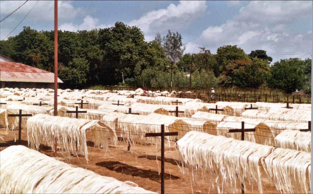 11 fibren tørres i fri luft